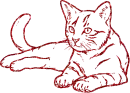 cat