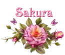 Chinta (Sakura)