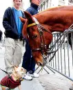 horse and dog
