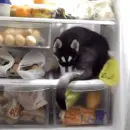 husky