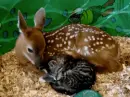 fawn and cat
