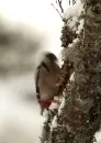 woodpecker