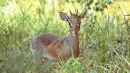 dikdik