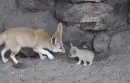 fennec family