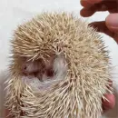albino hedgehog