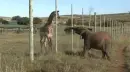 elephant baby and giraffe baby