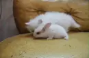 white cat and white bunny