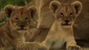 lioncubs
