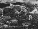 many wolf baby