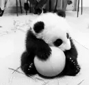 panda baby