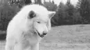 white wolf