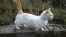 short foot cat