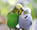 2 parrot