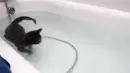 swimming cat