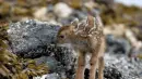 fawn