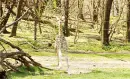 giraffe baby