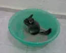 chinchilla
