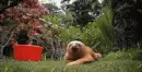 sloth