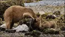 brown bear family