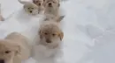 puppies