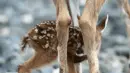 fawn