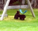 2 bear baby