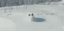 white bunny