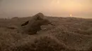 baby turtle