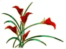 red callas