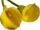 yellow callas