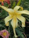 daylily