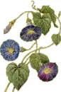 convolvulus