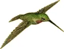 hummingbird