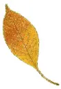 autumn leave