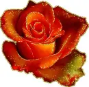 rosa head