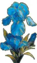 blue iris