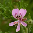 geranium
