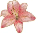 lily