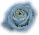 blue rosa