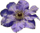 purple flower