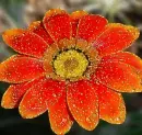 red flower
