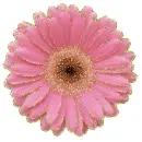 pink gerbera