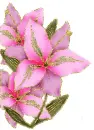pink flowers