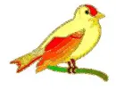 color bird