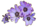 4 purple flower