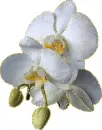 white orchid