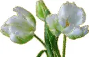 white tulips