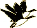 wild gooses
