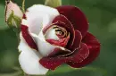 red-white rosa