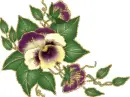 pansy